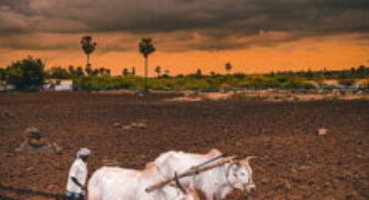 Livestock Stock and Animal Production