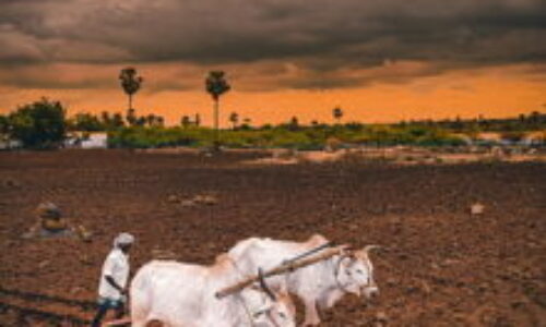 Livestock Stock and Animal Production