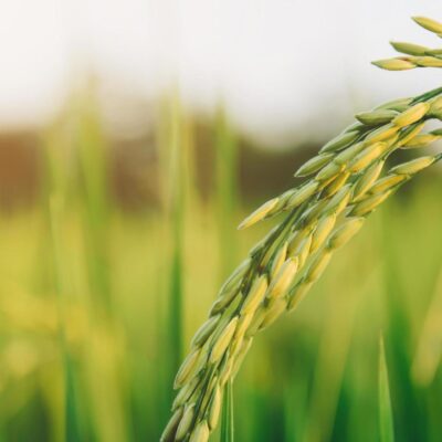 Green Harvest Farms