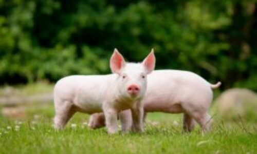 Agro-processing and Value Addition