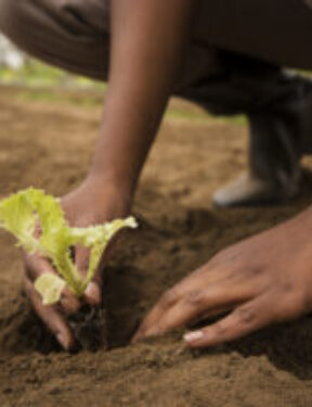 Crop Production
