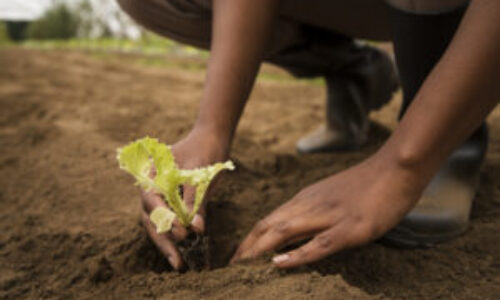 Crop Production