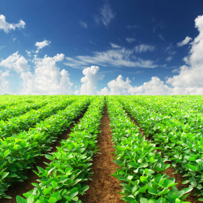 Green Harvest Farms
