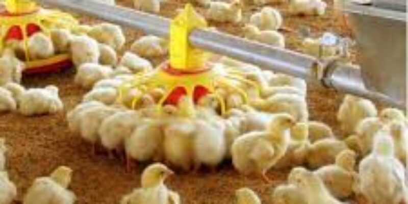 Hybrid Poultry Farm (Z) Limited