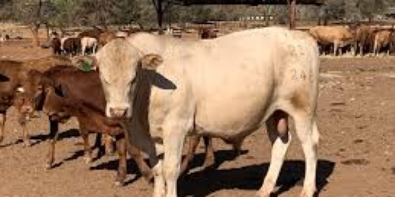 Kushiya Farms Limited